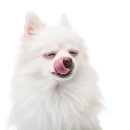 츄츄 동물병원 이미지