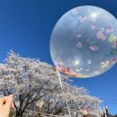 강원대학교 동물생명과학대학 부속목장 | 🌸춘천 벚꽃 맛집🌸숨은 벚꽃명소(강원대 부속목장 · 테크노파크 벚꽃길) ➕ 신북 산천수산