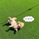 몽글몽글애견유치원 | 봉담 애견카페 헤이브로 | 밤이 맡기는 강아지 유치원 후기