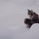 김정태동물병원 네이버블로그