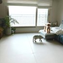 애개육아 필수템 아기 거실매트, 쁘띠메종 더블 한판매트 내돈내산 후기