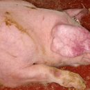 점상농장 이미지