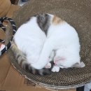 베이비멍 | 비영리 사단법인 포캣멍센터 세 번째 봉사 후기 💜