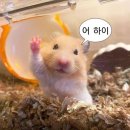 엘피엘피 이미지