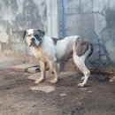 아델리오 이미지