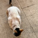 쇠똥구리마을 | 2025.1.17~1.27 이집트 여행:여행(6), 이집트 여행 후기, 이집트 패키지 여행, 에드푸 신전, 룩소르...