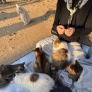 고양이에정원 | [강서/개화] 서울 근교 김포, 강서구 유기묘 고양이 카페 &#39;고양이정원&#39; 다녀온 후기