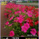 부부사랑
