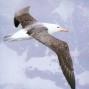 알바트로스 이미지
