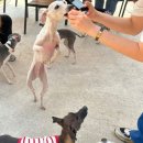 뛰뛰멍 | [파주 애견카페]파주 신상 애견운동장 뛰뛰멍🐾