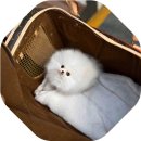 화이트켄넬(white-kennel) 이미지