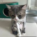 🐱 꾸꾸 뚱이 백숙 완성 🙌 대구 고양이 무마취 미용 '미용집사' 후기 + 고양이 미용 시 주의사항!