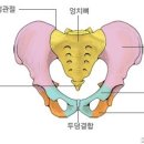 골반[pelvis , 骨盤 ]에 대한 기본 상식 이미지