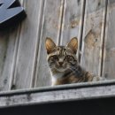 몽모드펫 이미지