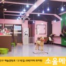 소울메이독 | 펫방 입점 경기 안양 애견카페:) 중대형견 환영합니다. "소울메이독"