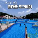 도그지어 | 용인 애견수영장 추천 안성 원더풀도그베이