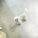 멍풀하우스 | [평택 동삭동 애견미용] 멍풀하우스에서 6mm 테디베어컷 완성했어요🐻✨