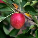 칠갑산농원 이미지