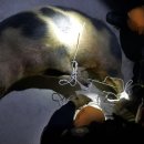 천안동남주유소 이미지