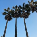 회수동-6 | 제주 서귀포시 회수동 이색체험 나혼자산다 커마카세 "중문별장"