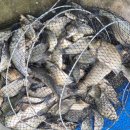 성호좌대 이미지