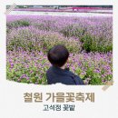고석정광장 | 철원 고석정 가을꽃축제｜핑크뮬리 명소·국내 가을여행 추천
