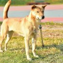 오송애견 이미지