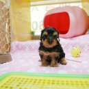 망고베리 이미지