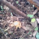 황금개구리 이미지