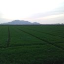 계화농장 이미지