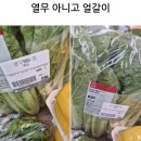 효자수퍼 | 효자아이템 3000원의행복 얼갈이 얼갈이배추효능 얼갈이된장국 얼갈이겉절이 얼갈이김치