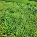 닛시농장 이미지