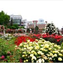 조선대학교 장미원 이미지