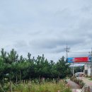 장골로가로수 이미지