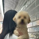 너를맞춤헤어 | 외대 미용실 추천 준오헤어 사이버외대점 염색 맛집 뿌리 염색 인생머리 솔직후기