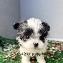 크리스타일 이미지