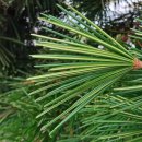 금송목재 이미지