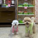 김부자댁 둘째딸 이미지