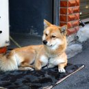 주민이네 복실강아지 이미지