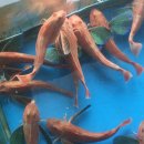 솔개펜션민박 이미지