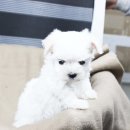 도그블랑 이미지