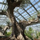 올리브나무 이미지