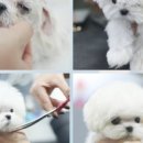 셀럽도기 이미지