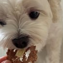 해피벌스댕댕 이미지