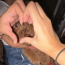 나나꼬치튀김 이미지