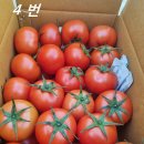 [대성농장 ]~유럽종 완숙 찰 토마토 🍅~좋아요 이미지