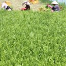 청정미나리영농조합법인 이미지