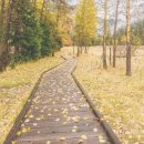 말라위사우루스 이미지