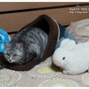 백호베드 이미지