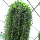 오-월드 이미지